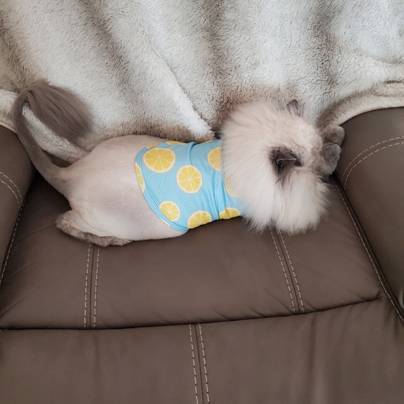 Ambrosius and Truffles - Picture 5 of 14